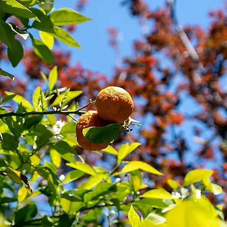 Alder